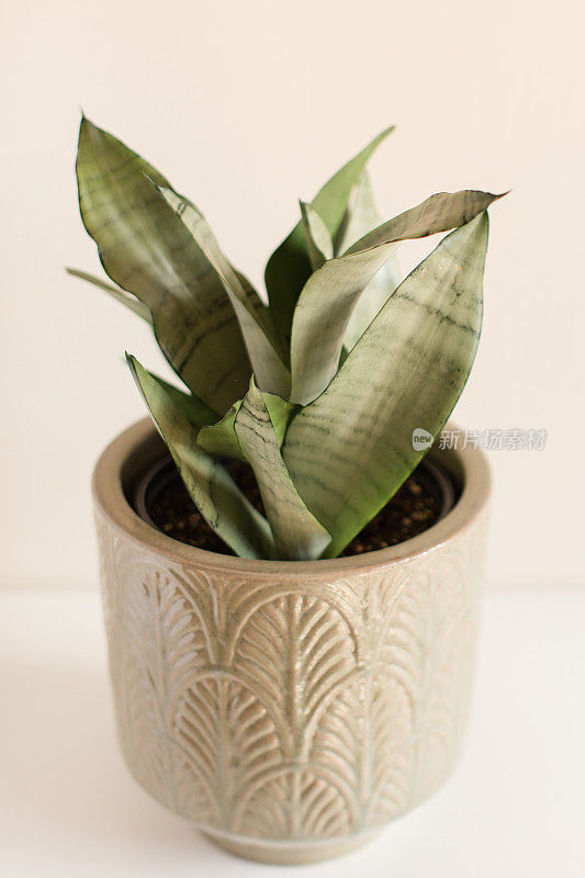 银绿色三叶草“月光”蛇植物室内植物在Vintage Pot